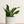 Load image into Gallery viewer, Sansevieria Futura Superba
