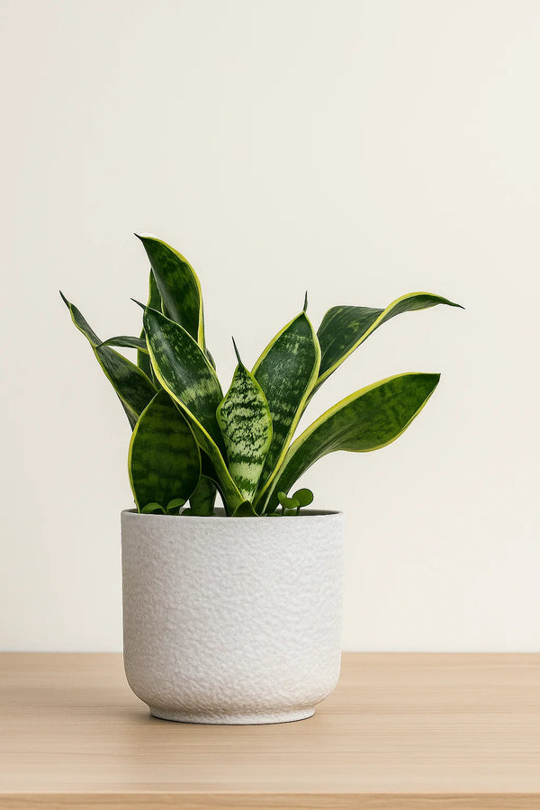 Sansevieria Futura Superba
