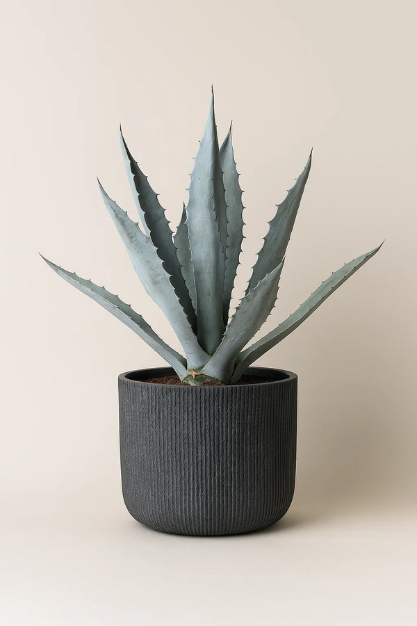 Agave Blue