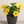 Load image into Gallery viewer, Hibiscus Sunny Yellow Bush Premium
