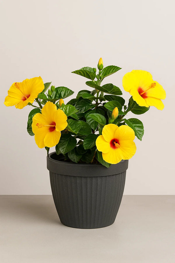 Hibiscus Sunny Yellow Bush Premium