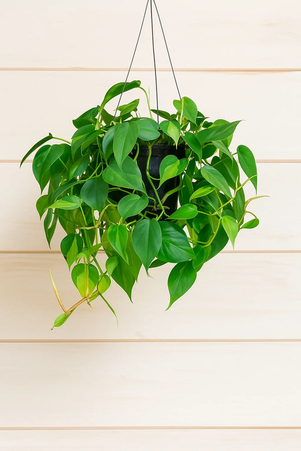 Philodendron Brasil In a Hanging Basket
