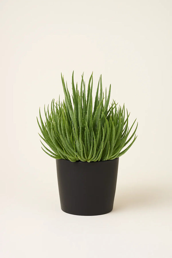 spiky aloe succulent plant Aloe Hedgehog – ShopTropicals