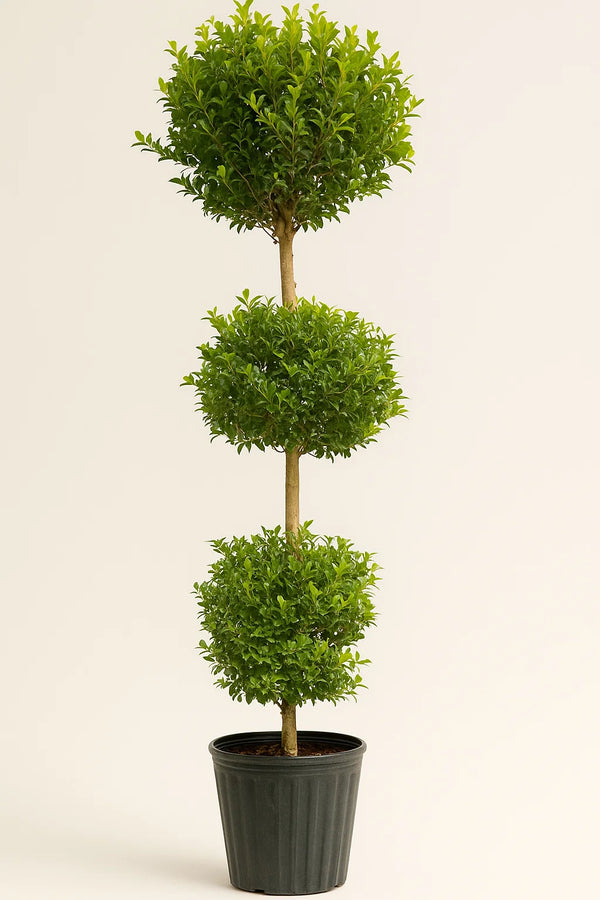 Eugenia Topiary 3 Ball