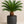 Load image into Gallery viewer, Palm Cycas King Sago
