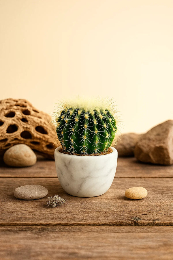 Cactus Golden Barrel