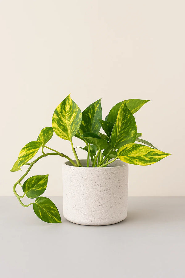 Pothos Golden