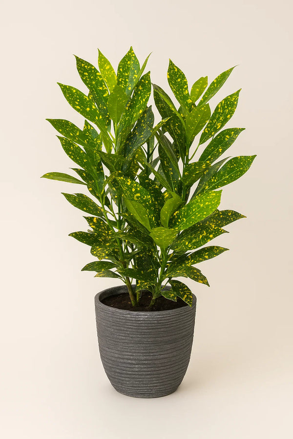 gold dust indoor plant Croton Gold Dust – ShopTropicals