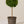 Load image into Gallery viewer, Eugenia Topiary 1 Ball on trunk
