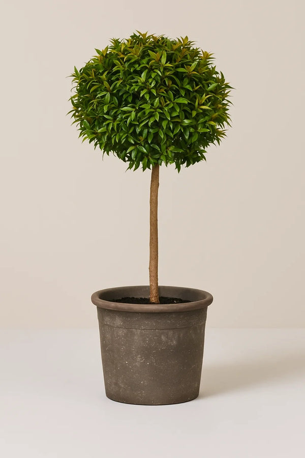 Eugenia Topiary 1 Ball on trunk