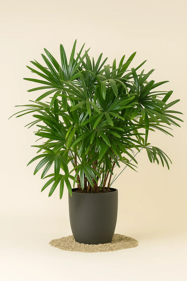 Palm Rhapis