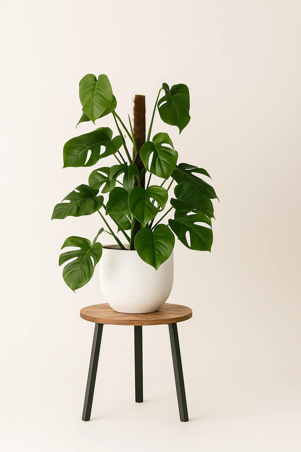 Monstera Swiss Cheese