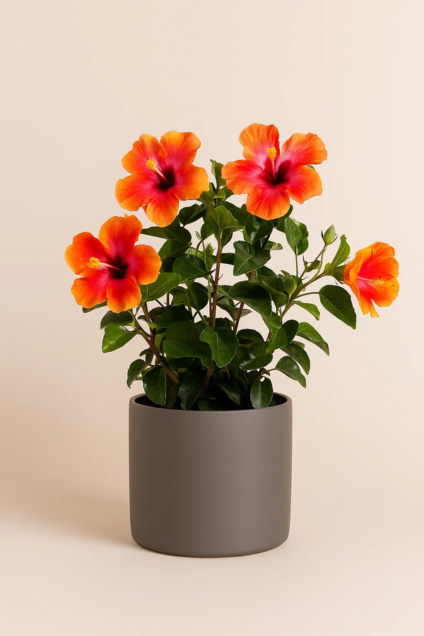 Hibiscus Fiesta Bush Premium