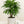 Load image into Gallery viewer, Palm Rhapis Excelsa
