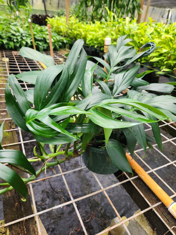 Philodendron Dragon Tail In A Hanging Basket