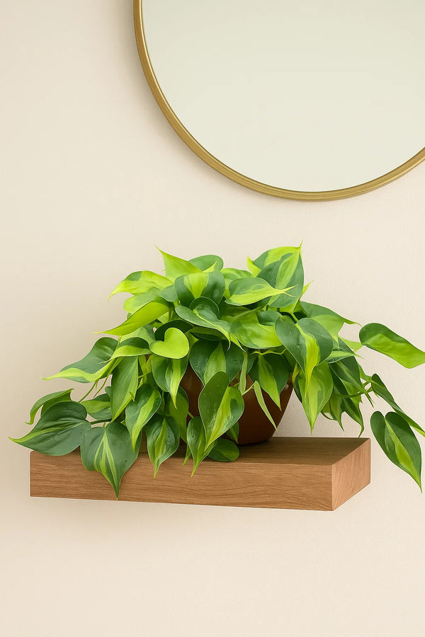 philodendron brasil. Philodendron Brasil – ShopTropicals