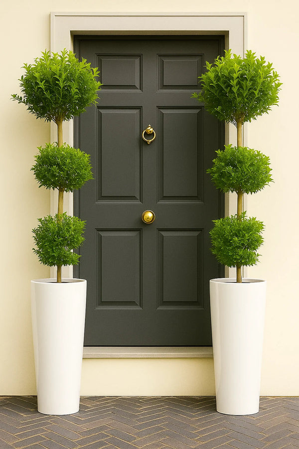 topiary pot plants Eugenia Topiary 3 Ball – ShopTropicals