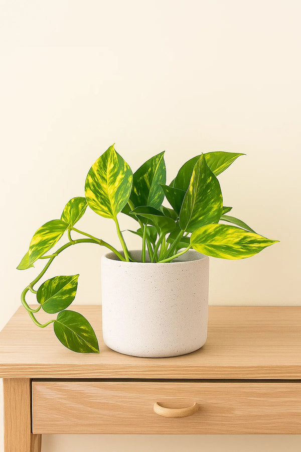 Pothos Golden