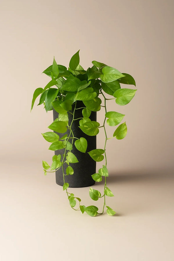 jade green pothos Pothos Jade – ShopTropicals