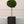Load image into Gallery viewer, Eugenia Topiary 1 Ball on trunk
