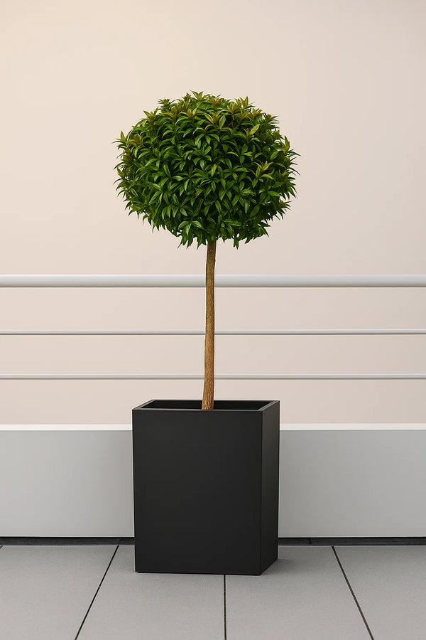 eugenia plant indoor Eugenia Topiary 1 Ball on trunk – ShopTropicals