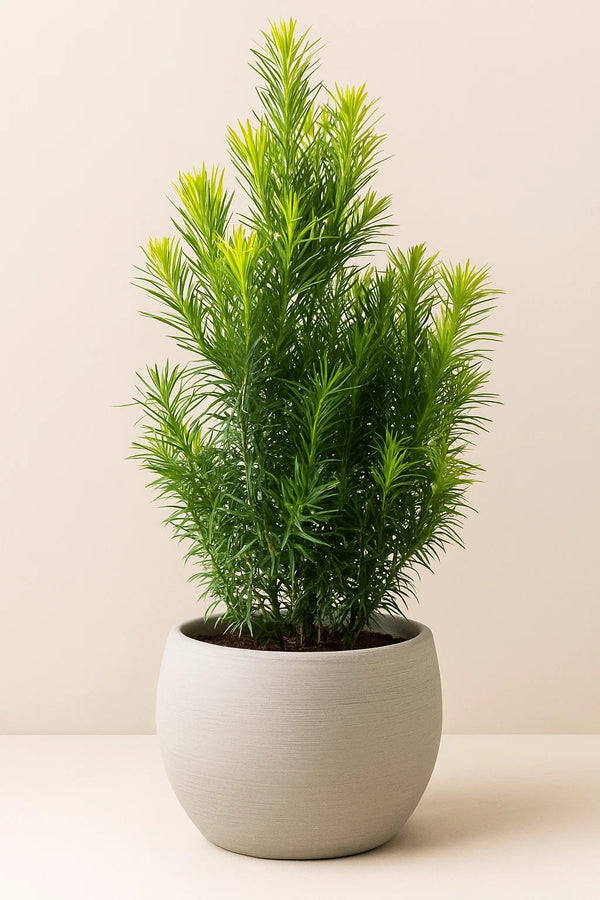 Podocarpus Maki