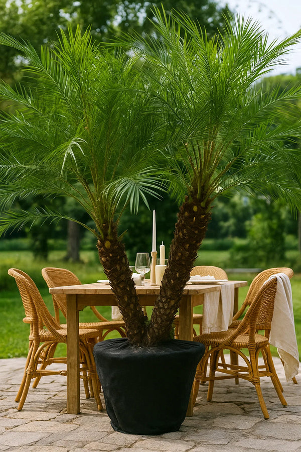 Palm Phoenix Roebelinii Double/Triple