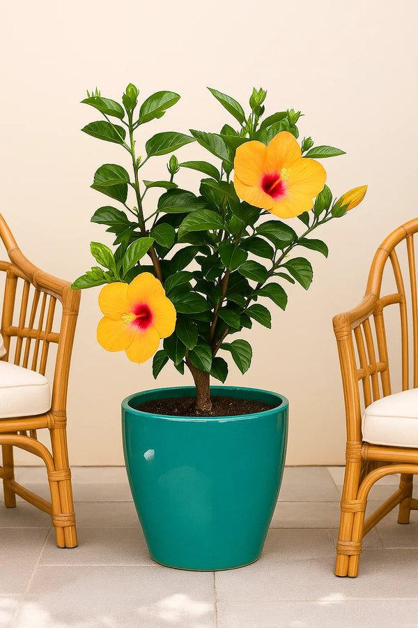 Hibiscus Orange Pride Tree Reg