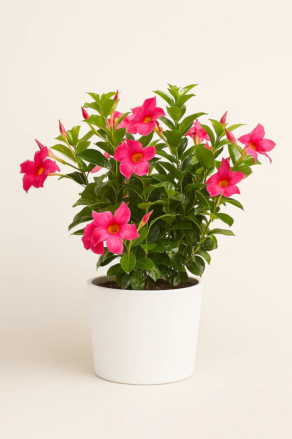 Dipladenia Pink Bush