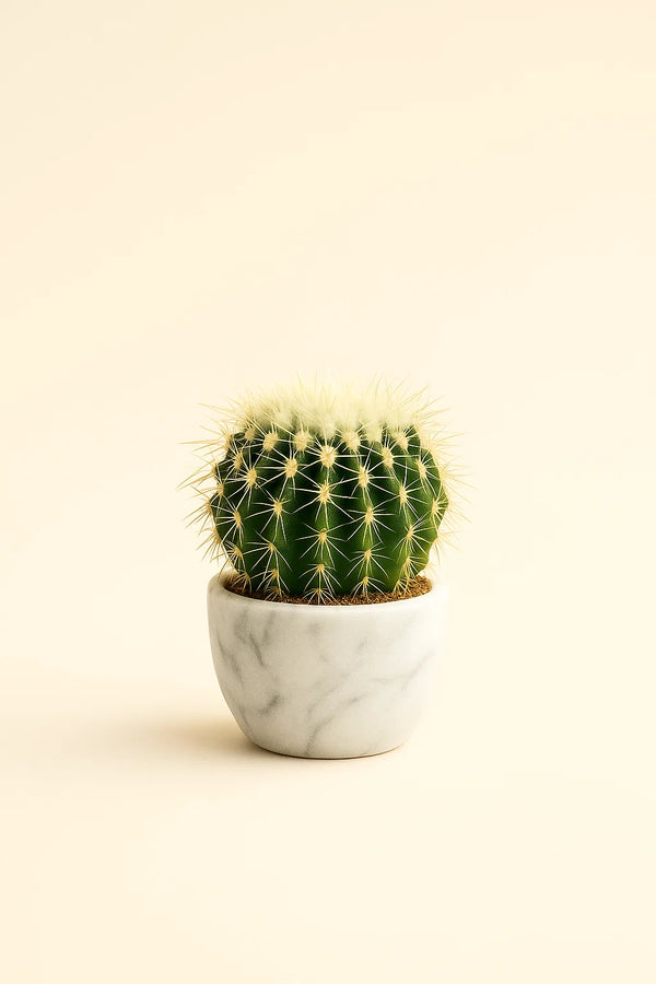 round cactus succulent Cactus Golden Barrel – ShopTropicals
