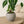 Load image into Gallery viewer, Alocasia Polly Amazonica
