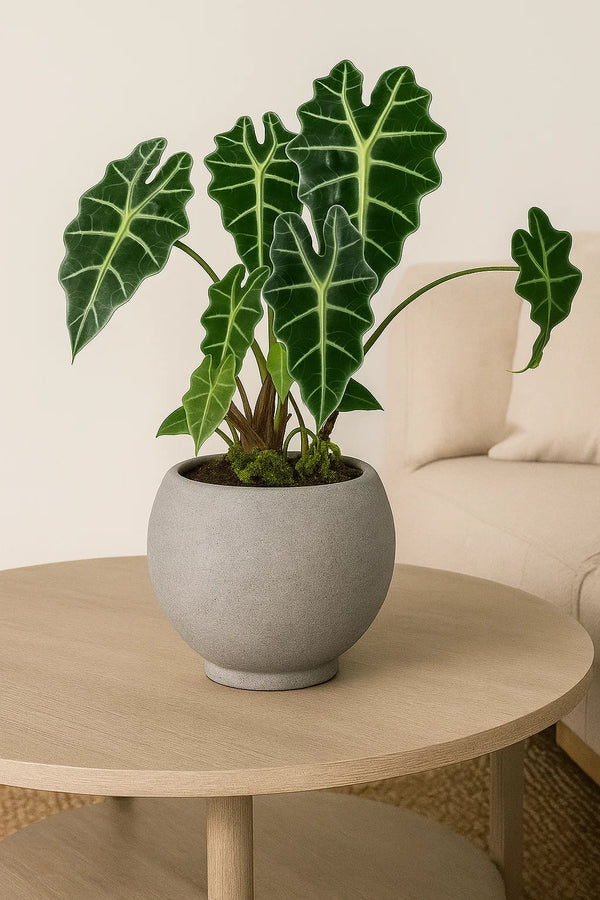 Alocasia Polly Amazonica