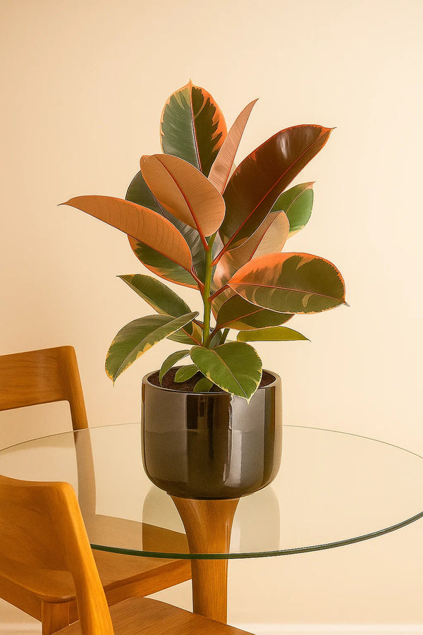 Ficus Ruby Standard