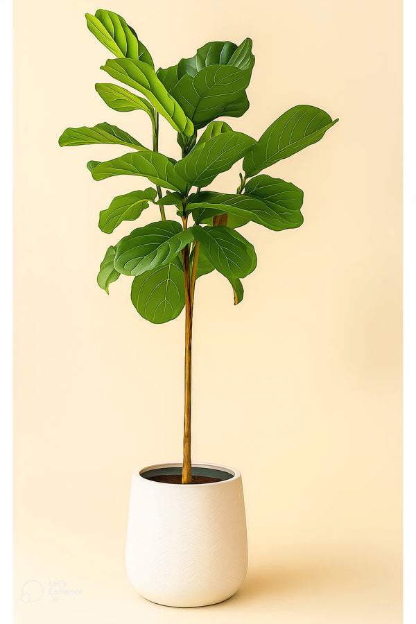 Fiddle Leaf Fig Tree