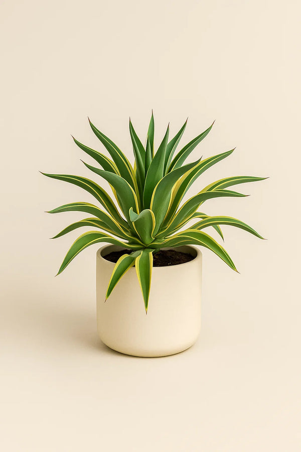 Agave Lurida Varigated