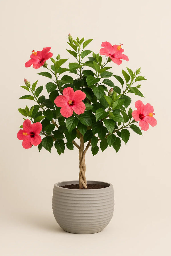 hibiscus plant pot Hibiscus Painted Lady Bush Reg – ShopTropicals