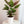 Load image into Gallery viewer, Calathea Assorted
