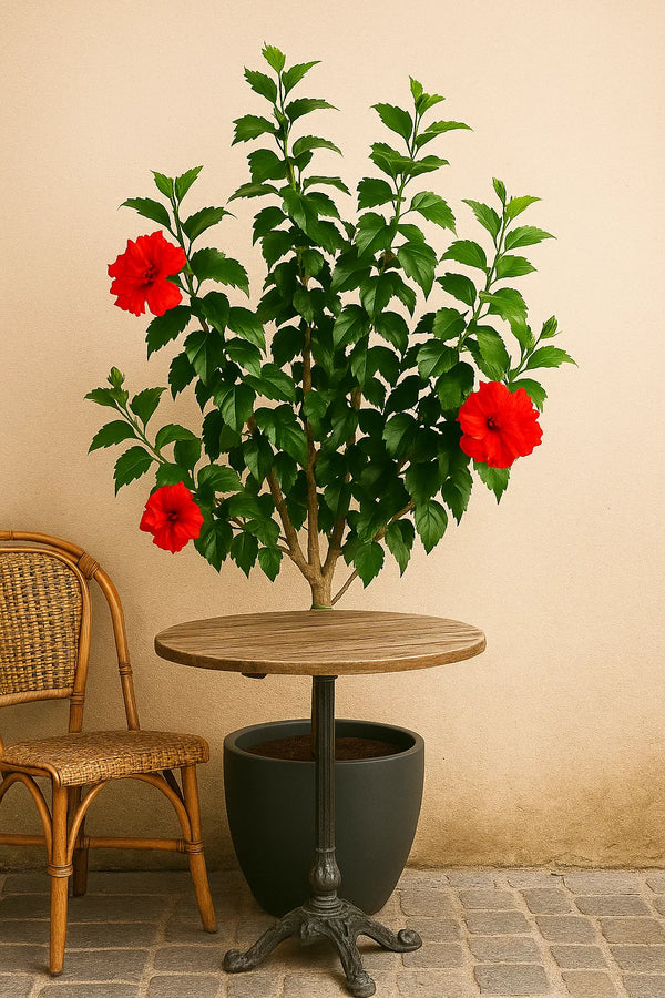 Hibiscus Carnation Tree