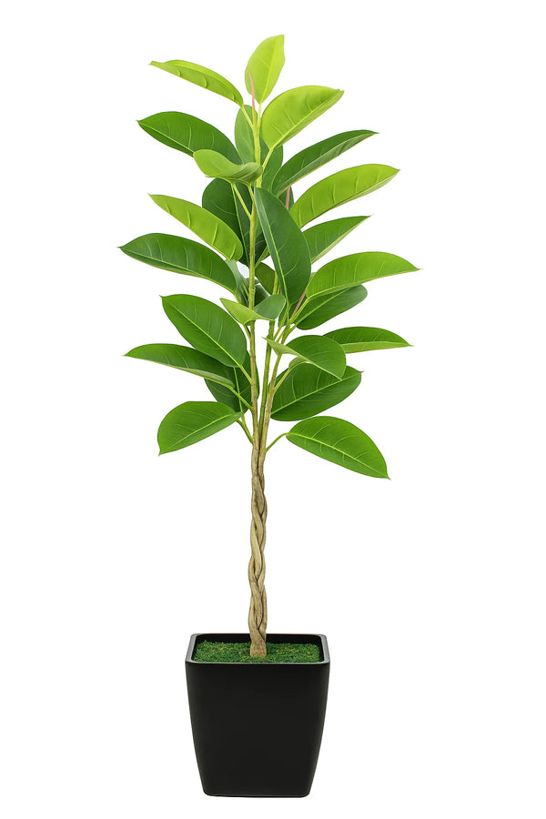 faux audrey ficus tree Ficus Audrey Braid – ShopTropicals