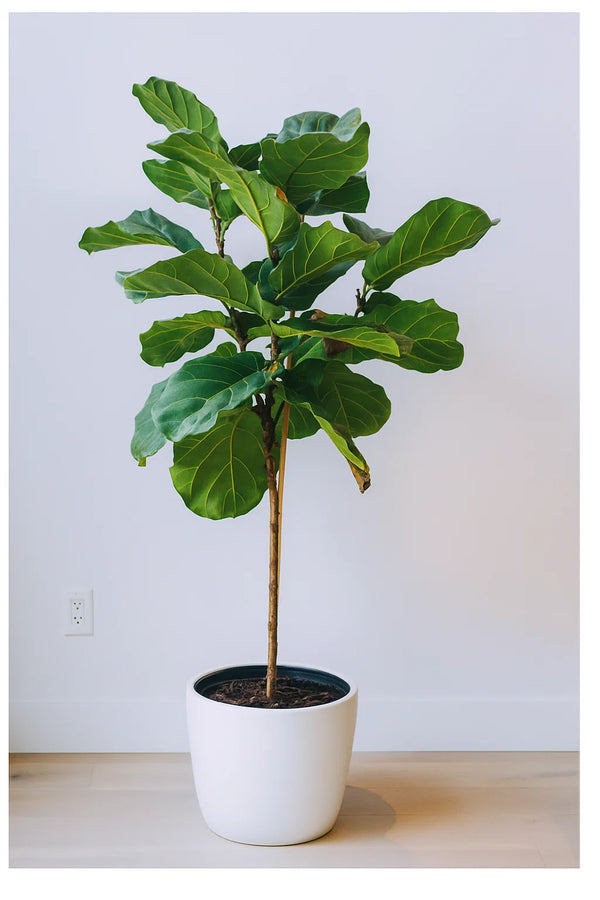 fiddle leaf fig aesthetic Fiddle Leaf Fig Tree – ShopTropicals