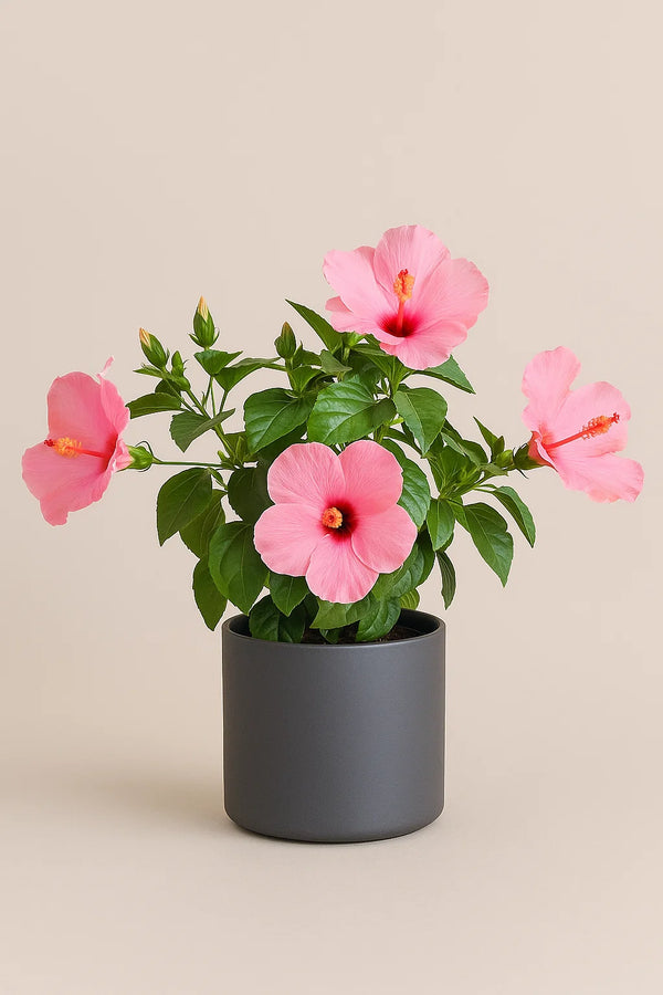 Hibiscus Seminole Pink Bush Reg