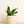 Load image into Gallery viewer, Sansevieria Futura Superba
