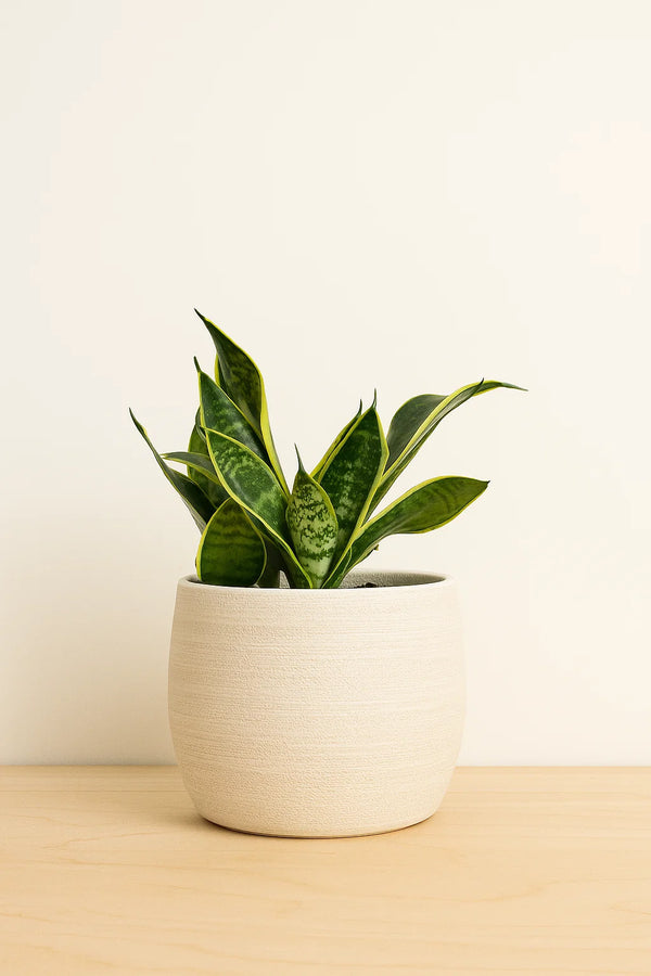 Sansevieria Futura Superba