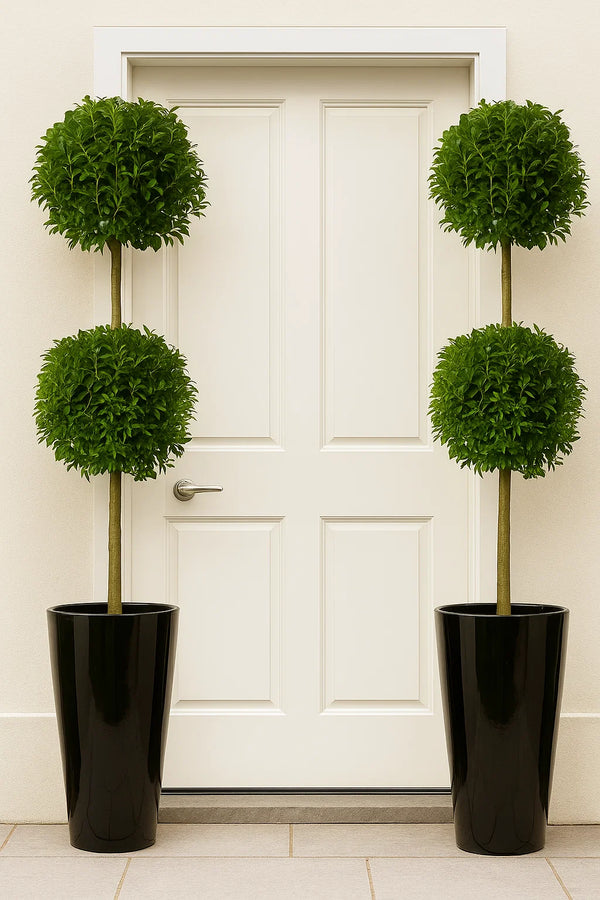 Eugenia Topiary 2 Ball