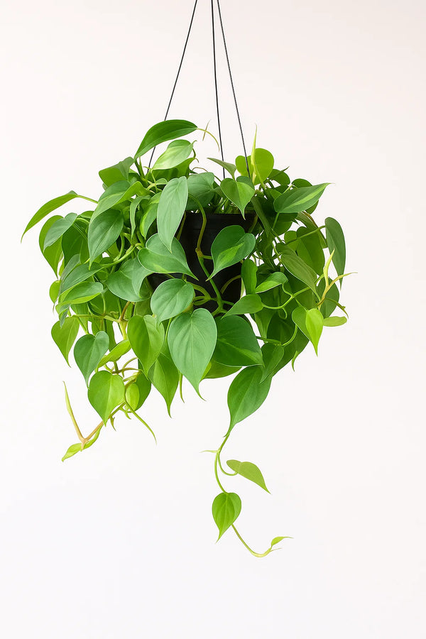 Philodendron Brasil In a Hanging Basket