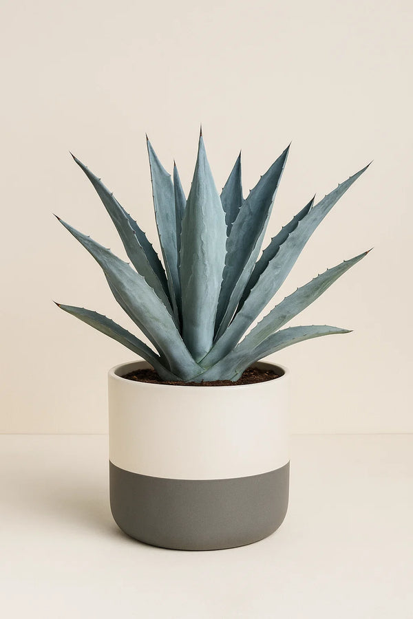 Agave Blue