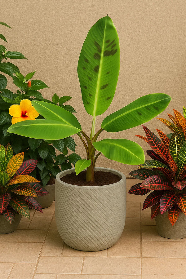 chiquita banana tree live plant in a 3 gallon pot Banana Chiquita – ShopTropicals