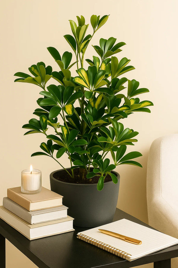 Schefflera Arboricola Gold Capella