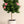 Load image into Gallery viewer, Hibiscus Anderson Crape Tree Reg

