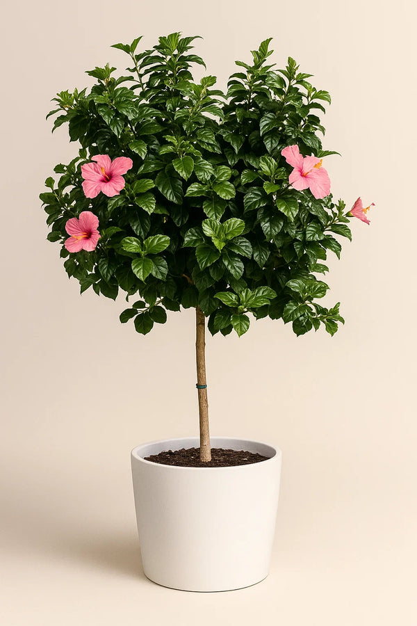 Hibiscus Anderson Crape Tree Reg